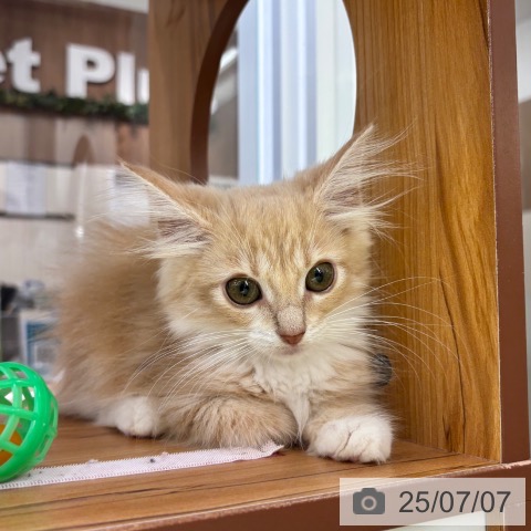 ノルウェージャンフォレストキャットの写真