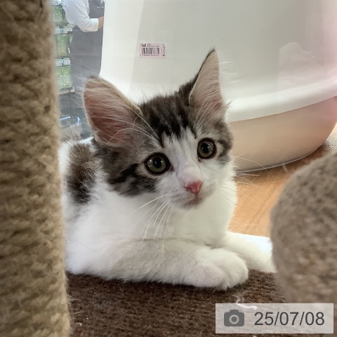 ノルウェージャンフォレストキャットの写真