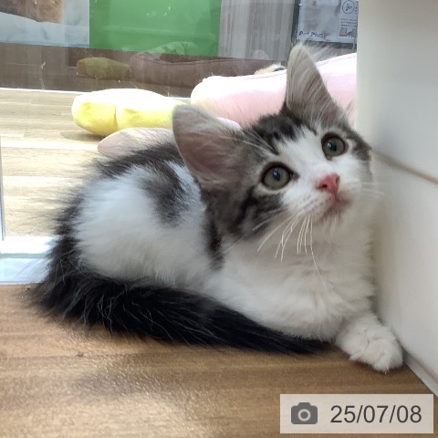 ノルウェージャンフォレストキャットの写真
