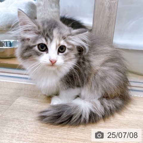 ノルウェージャンフォレストキャットの写真
