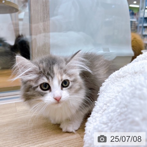 ノルウェージャンフォレストキャットの写真