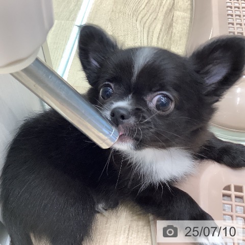 チワワの写真