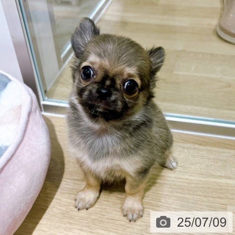 チワワの写真