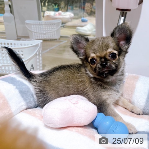 チワワの写真