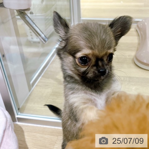チワワの写真