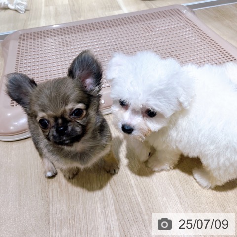 チワワの写真
