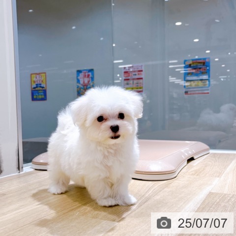 マルチーズの写真