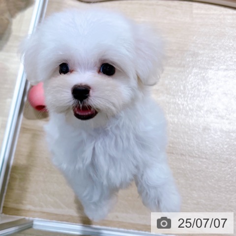 マルチーズの写真