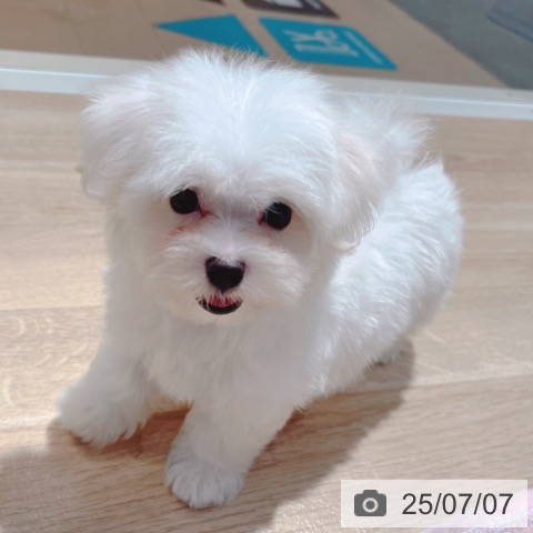 マルチーズの写真