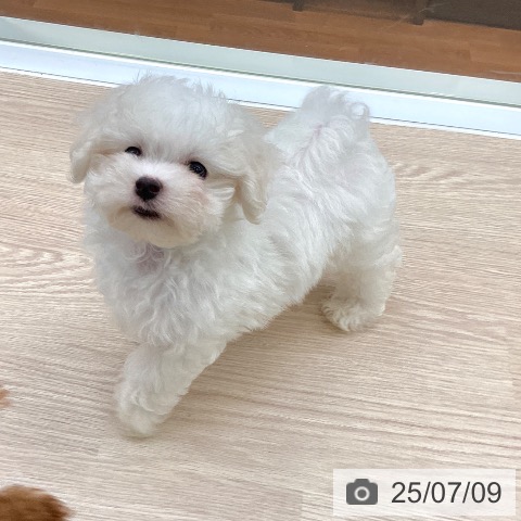 マルチーズの写真