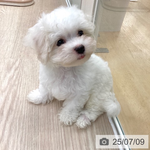マルチーズの写真