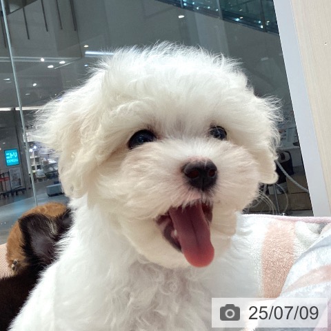 マルチーズの写真