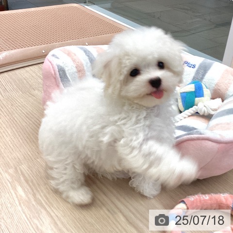 マルチーズの写真