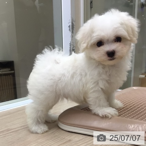 マルチーズの写真