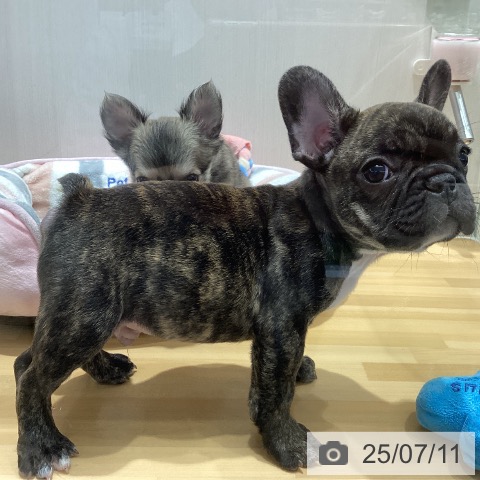 フレンチ・ブルドッグの写真