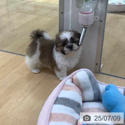 シー・ズーの写真