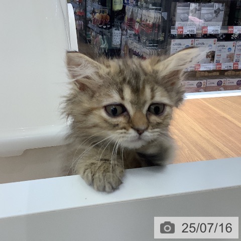 ラガマフィンの写真