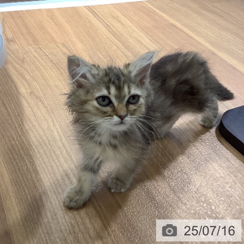 ラガマフィンの写真