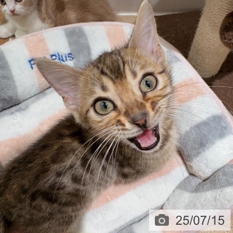 マンチカンの写真