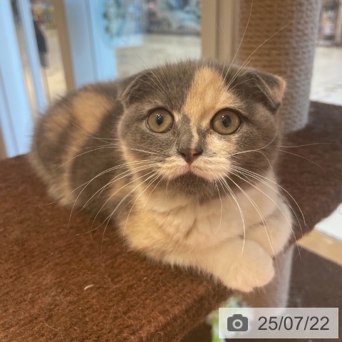 スコティッシュフォールドの写真