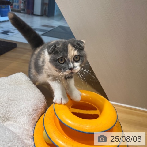 スコティッシュフォールドの写真