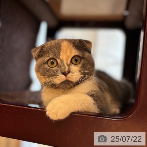 スコティッシュフォールドの写真