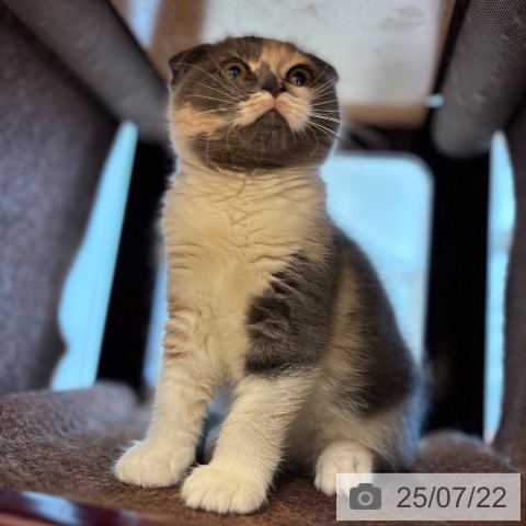 スコティッシュフォールドの写真