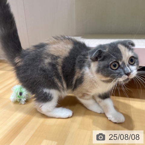 スコティッシュフォールドの写真