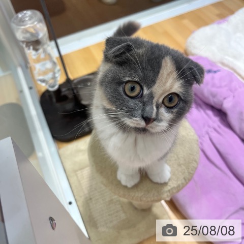 スコティッシュフォールドの写真