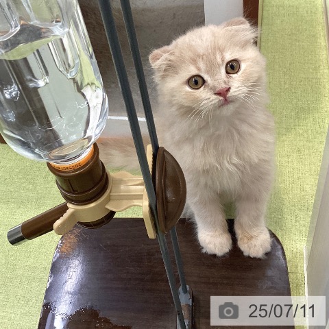 スコティッシュフォールドの写真