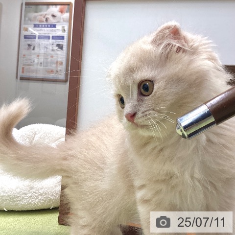 スコティッシュフォールドの写真