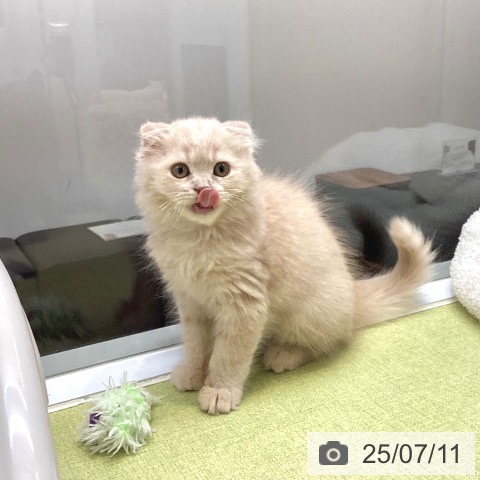スコティッシュフォールドの写真