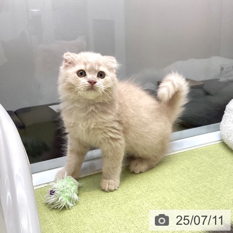 スコティッシュフォールドの写真