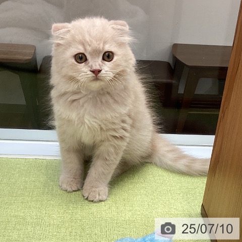 スコティッシュフォールドの写真