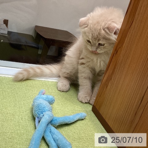 スコティッシュフォールドの写真