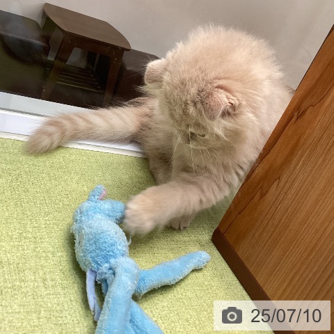 スコティッシュフォールドの写真