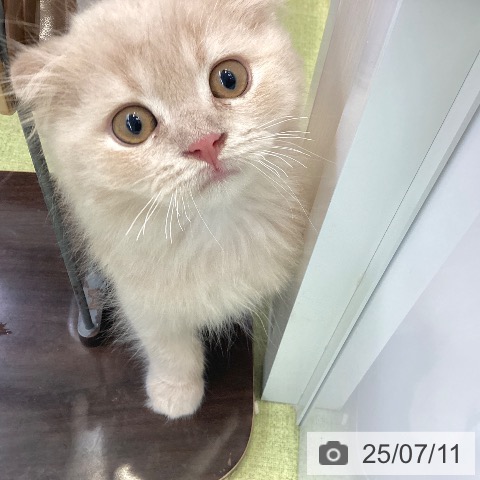 スコティッシュフォールドの写真
