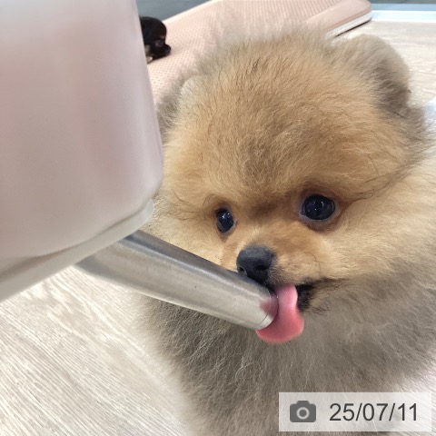 ポメラニアンの写真