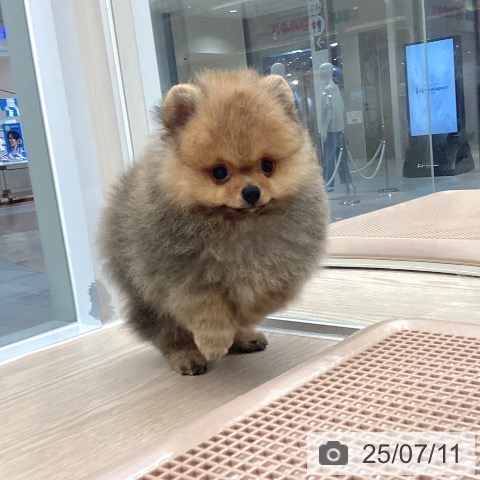 ポメラニアンの写真