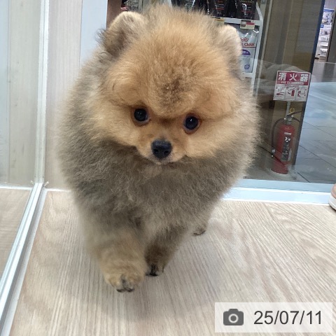 ポメラニアンの写真