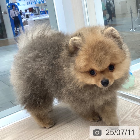 ポメラニアンの写真
