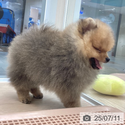 ポメラニアンの写真