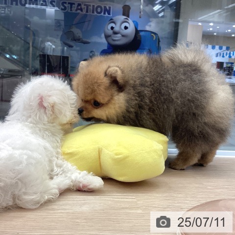 ポメラニアンの写真