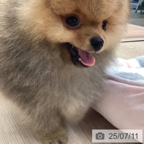 ポメラニアンの写真