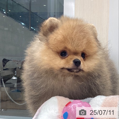 ポメラニアンの写真