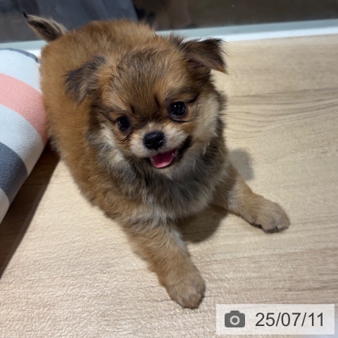 チワワの写真