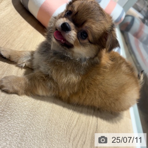 チワワの写真