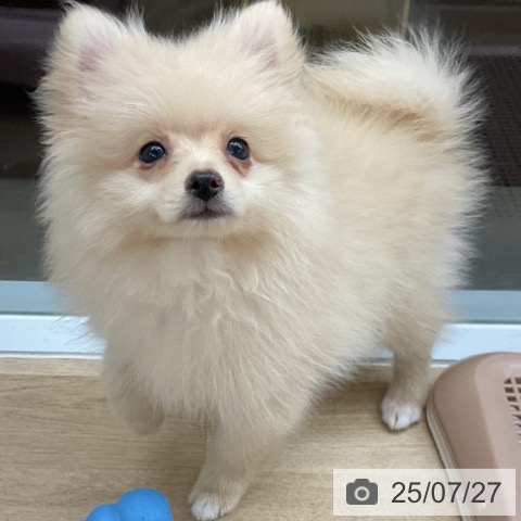 ポメラニアンの写真