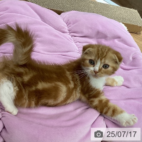 スコティッシュフォールドの写真