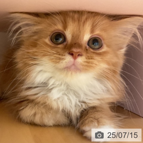 スコティッシュフォールドの写真